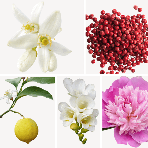 Duftnoten: Jasmin, Zitronenbaum, rosa Pfeffer, Freesie, Pfingsrose